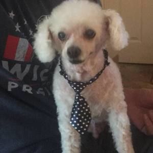 Meet your Posher, Dawn